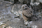 young Eurasian eagle owl