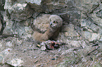 young Eurasian eagle owl