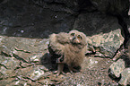 young Eurasian eagle owl