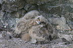 young Eurasian eagle owls