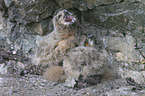 young Eurasian eagle owls