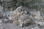 young Eurasian eagle owls