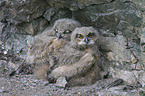 young Eurasian eagle owls