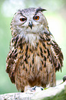 Eurasian eagle owl