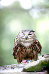 Eurasian eagle owl