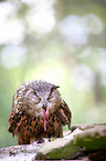 Eurasian eagle owl