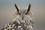 Eurasian eagle owl