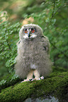 Eurasian eagle owl