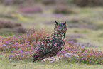 Eurasian eagle owl