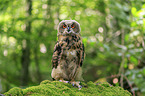 Eurasian eagle owl