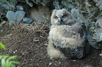 young Eurasian eagle owl