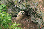 young Eurasian eagle owl