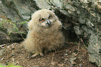 young Eurasian eagle owl