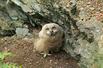 young Eurasian eagle owl