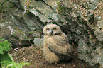 young Eurasian eagle owl