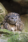 Eurasian eagle owl