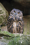 Eurasian eagle owl