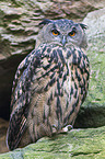 Eurasian eagle owl