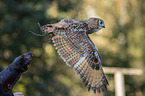 Eurasian eagle owl