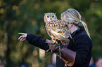 Eurasian eagle owl