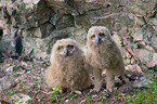 eagle owls