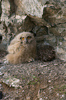 eagle owl