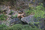 eagle owl