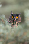 eagle owl