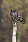 eagle owl