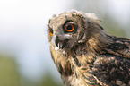 eagle owl