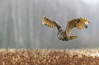 Eurasian eagle owl