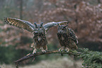 2 Eurasian eagle owls