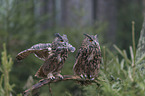 2 Eurasian eagle owls