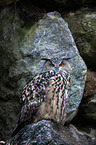 eagle owl