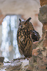 sitting eagle owl