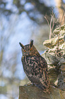sitting eagle owl