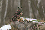 eagle owl with dead red fox