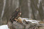 eagle owl with dead red fox
