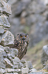 eagle owl