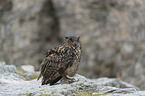 sitting eagle owl