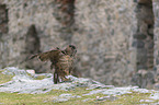 sitting eagle owl