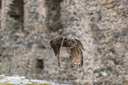 flying eagle owl