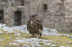 sitting eagle owl