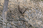 flying eagle owl