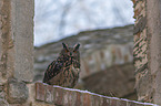 sitting eagle owl