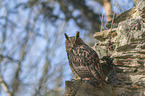 sitting eagle owl
