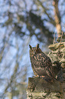 sitting eagle owl