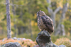 sitting eagle owl