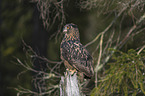 sitting eagle owl