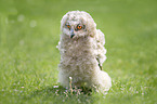 Eagle Owl chick